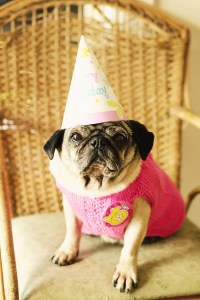 Photo Credit:Erin McNulty Pet Photographer